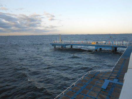 オリジナルメーカー海づり公園(市原市海づり施設) 釣果