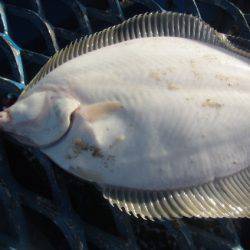 オリジナルメーカー海づり公園(市原市海づり施設) 釣果