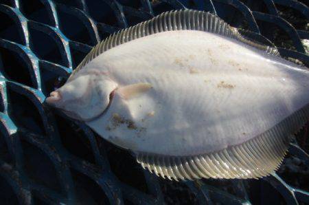 オリジナルメーカー海づり公園(市原市海づり…