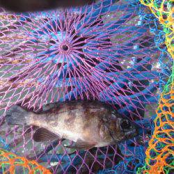 オリジナルメーカー海づり公園(市原市海づり施設) 釣果