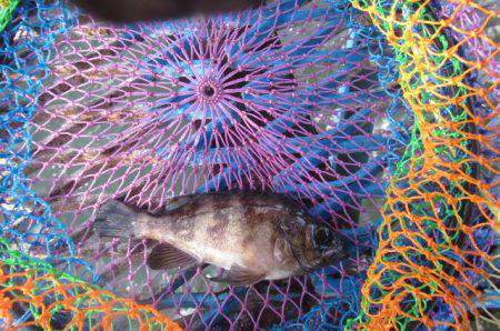 オリジナルメーカー海づり公園(市原市海づり施設) 釣果