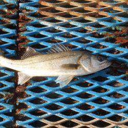 オリジナルメーカー海づり公園(市原市海づり施設) 釣果