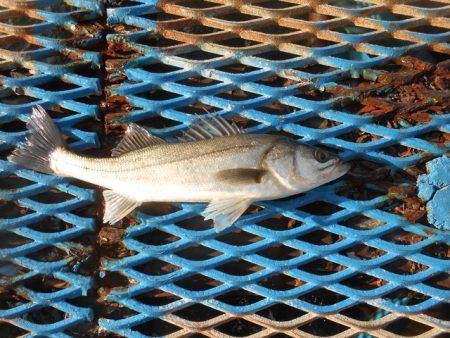オリジナルメーカー海づり公園(市原市海づり施設) 釣果