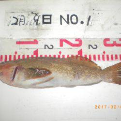 姫路市立遊魚センター 釣果