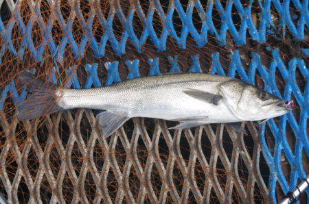 オリジナルメーカー海づり公園(市原市海づり…