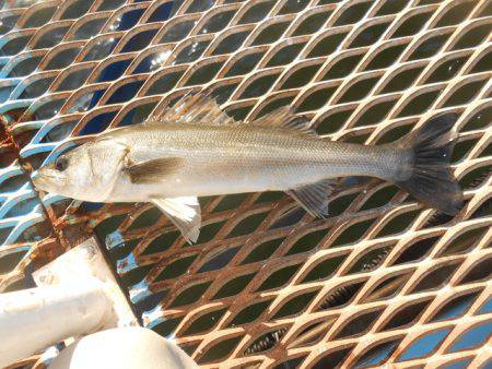 オリジナルメーカー海づり公園(市原市海づり施設) 釣果