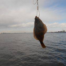 オリジナルメーカー海づり公園(市原市海づり施設) 釣果