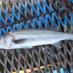 オリジナルメーカー海づり公園(市原市海づり施設) 釣果