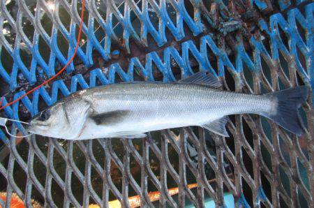 オリジナルメーカー海づり公園(市原市海づり…