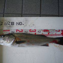 姫路市立遊魚センター 釣果