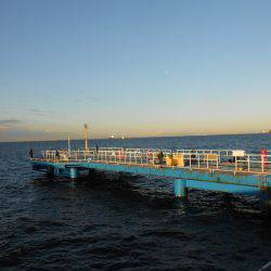 オリジナルメーカー海づり公園(市原市海づり施設) 釣果