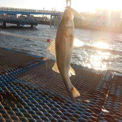 オリジナルメーカー海づり公園(市原市海づり施設) 釣果