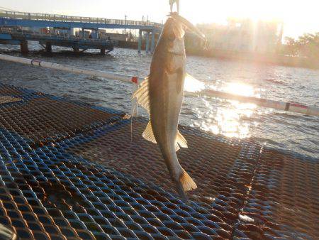 オリジナルメーカー海づり公園(市原市海づり…