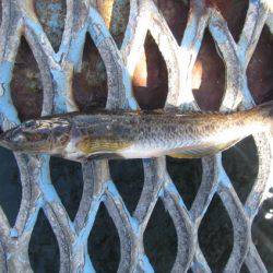 オリジナルメーカー海づり公園(市原市海づり施設) 釣果