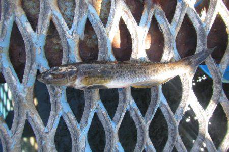 オリジナルメーカー海づり公園(市原市海づり施設) 釣果