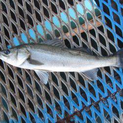 オリジナルメーカー海づり公園(市原市海づり施設) 釣果