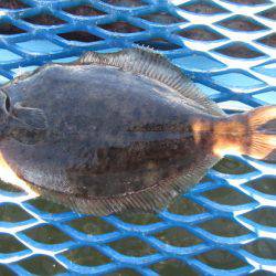 オリジナルメーカー海づり公園(市原市海づり施設) 釣果