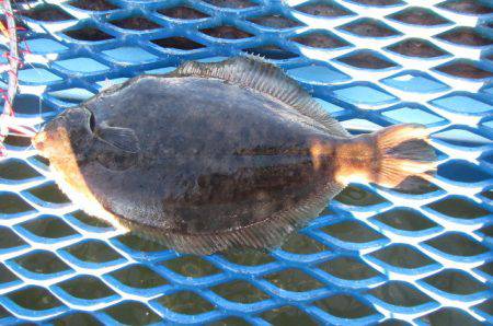 オリジナルメーカー海づり公園(市原市海づり…