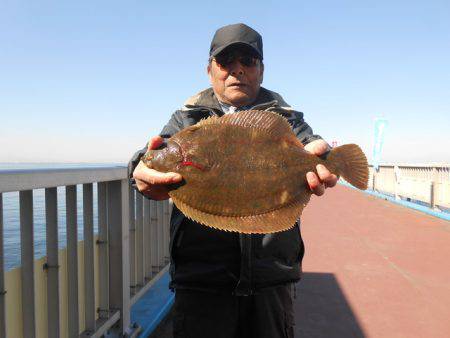 オリジナルメーカー海づり公園(市原市海づり施設) 釣果