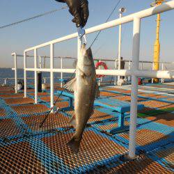 オリジナルメーカー海づり公園(市原市海づり施設) 釣果