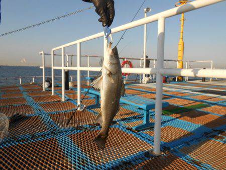 オリジナルメーカー海づり公園(市原市海づり…