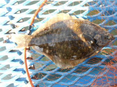 オリジナルメーカー海づり公園(市原市海づり施設) 釣果