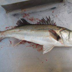 オリジナルメーカー海づり公園(市原市海づり施設) 釣果