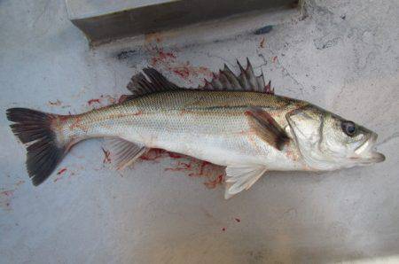 オリジナルメーカー海づり公園(市原市海づり…