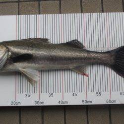 オリジナルメーカー海づり公園(市原市海づり施設) 釣果