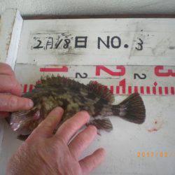 姫路市立遊魚センター 釣果