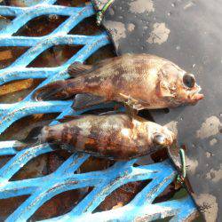 オリジナルメーカー海づり公園(市原市海づり施設) 釣果