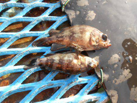 オリジナルメーカー海づり公園(市原市海づり施設) 釣果