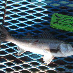 オリジナルメーカー海づり公園(市原市海づり施設) 釣果