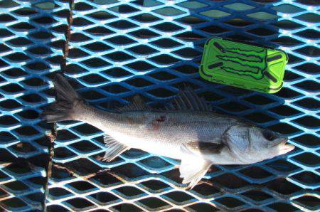 オリジナルメーカー海づり公園(市原市海づり…