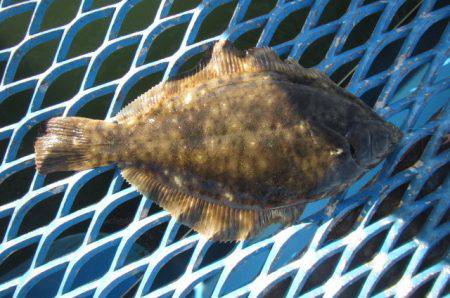 オリジナルメーカー海づり公園(市原市海づり施設) 釣果