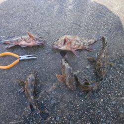 大阪南港海つり公園 釣果