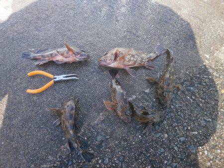 大阪南港海つり公園 釣果