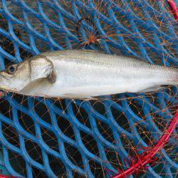 オリジナルメーカー海づり公園(市原市海づり施設) 釣果