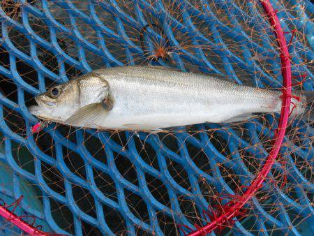 オリジナルメーカー海づり公園(市原市海づり…