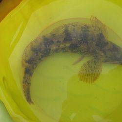 オリジナルメーカー海づり公園(市原市海づり施設) 釣果