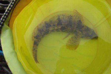 オリジナルメーカー海づり公園(市原市海づり施設) 釣果