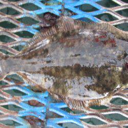 オリジナルメーカー海づり公園(市原市海づり施設) 釣果