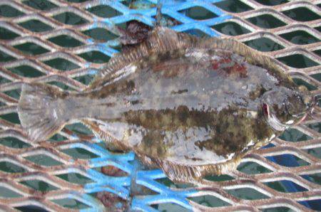 オリジナルメーカー海づり公園(市原市海づり施設) 釣果