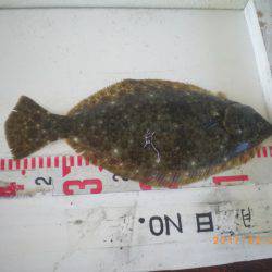 姫路市立遊魚センター 釣果