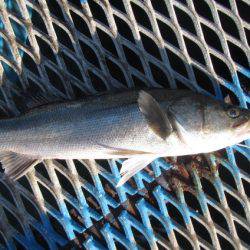 オリジナルメーカー海づり公園(市原市海づり施設) 釣果