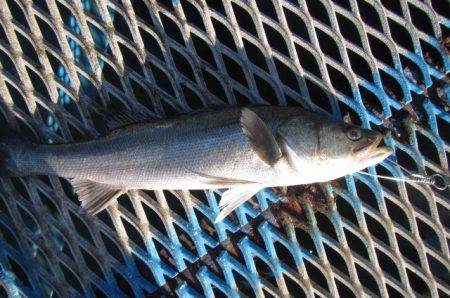 オリジナルメーカー海づり公園(市原市海づり…