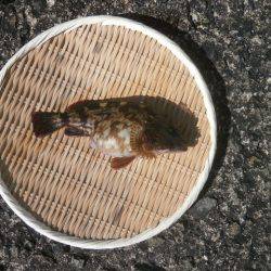 大阪南港海つり公園 釣果