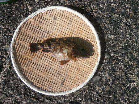 大阪南港海つり公園 釣果