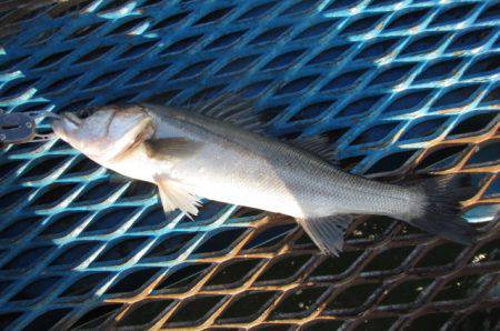 オリジナルメーカー海づり公園(市原市海づり…