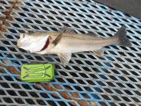 オリジナルメーカー海づり公園(市原市海づり施設) 釣果